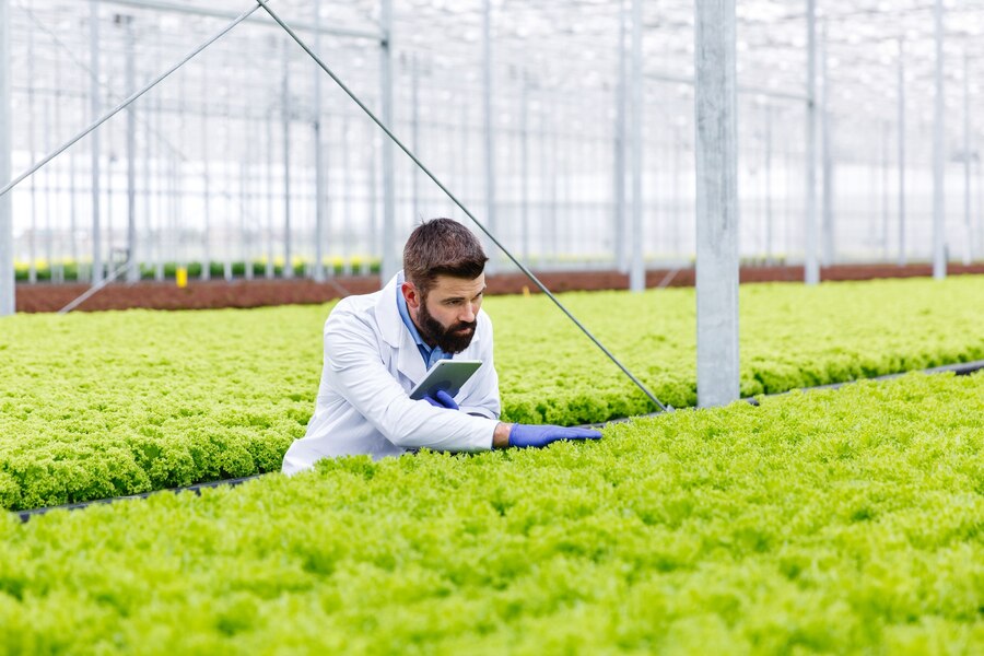 Aquaponics and Hydroponics: Personal Loans Fueling Modern Agricultural Advancements